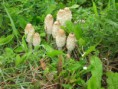 /album/galleria-foto-homepage1/coprinus-comatus-jpg/